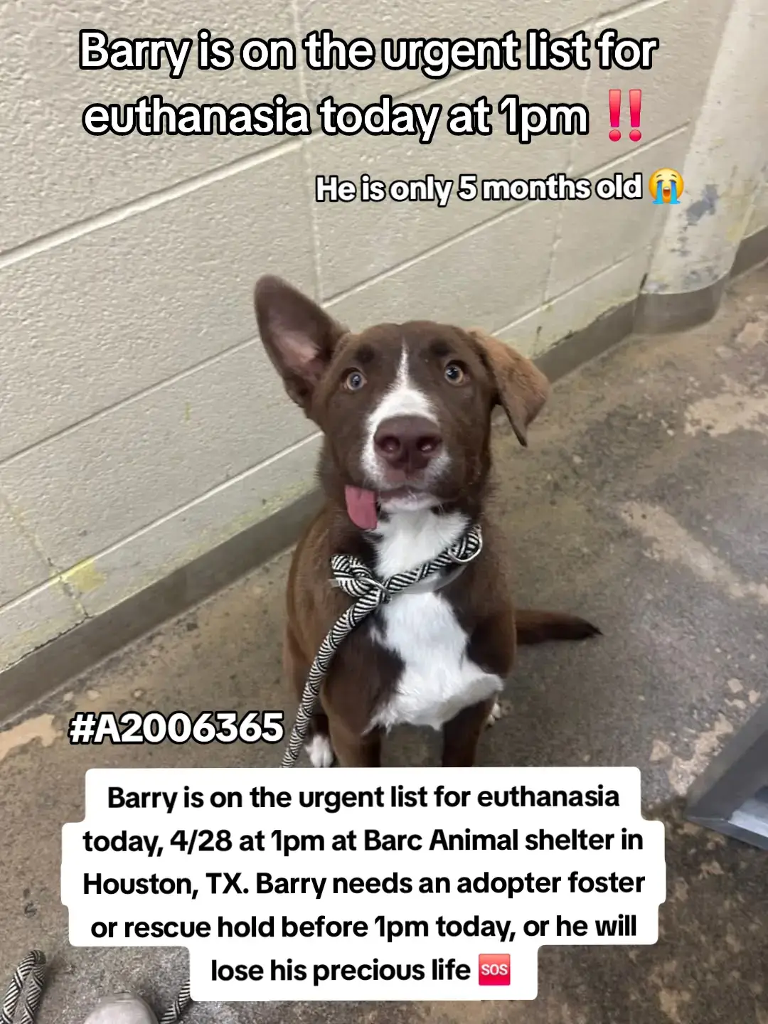 Barry is on the urgent list for euthanasia ☠️ today at 1pm. at Barc Animal shelter in Houston, TX. Barry needs an adopter foster or rescue hold before 1pm today 4/28 or this sweet boy will lose his precious life 📣🆘️🆘️🆘️🆘️🆘️🆘️🆘️🆘️🆘️🆘️🆘️ Please consider fostering if you are unable to adopt its free and you would be saving sweet Barrys life 🙏❤️🙏 Name. Barry  ID #A2006365  Alaskon husky Mix  Age 5 months  30.4lbs Please message @twoyorkies or @To New Beginnings if you can help 🙏  Adopt or foster and save a precious life today ✨️  📍Address  Barc Animal shelter.  3200 carr st Houston, TX 77026 #adopt #rescue #foster #savealife #FYP #dogsoftiktok #fosteringsaveslives #houston #texas #help #urgent #hero 