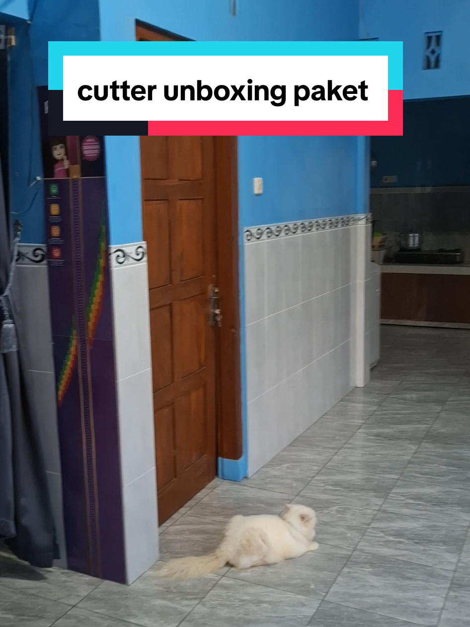 cutter multifungsi untuk unboxing paket, ambil 3 cutter udah free ongkir cek aja, yg sering kedatangan paket wajib punya cutter ini #cutter #cuttermultifungsi #pusatgrosir 