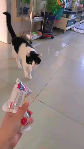 The cat and its new toy#cute #funnyvideos #funnycats #foryou #cat #catsoftiktok #usaus #funny 