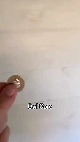 Owl Core #owl #funnyvideo #funnyanimals #fyp #pet 
