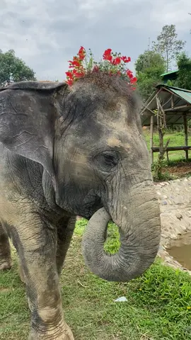 หนูไม่ชอบดอกไม้ หนูไม่ชอบสวย 😅 #ช้างไทย #ช้าง #เชียงใหม่ #elephants #ช้างน่ารัก 