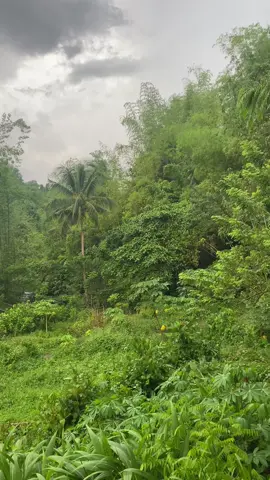 Free to use pang story #fyp #vidoes #nature #natures #vibes #fyppppppppppppppppppppppp 