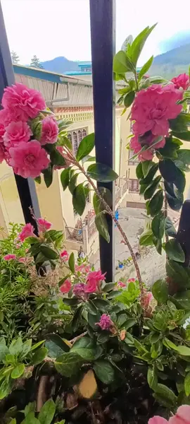 Azalea in full bloom.