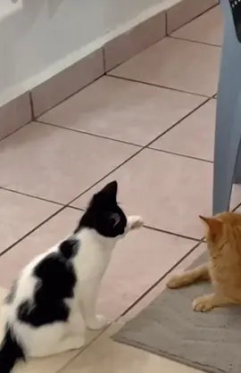 #funny#cat 