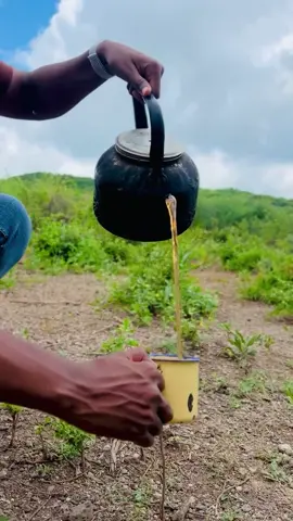 Goorme kuugu dambeysay adoo jawigan shaax kucabo 🔥🔥🔥🥰🥰. #hftoursandtravel #trendingvideo #fyp #videoviral #coffee @HF tours&travel 