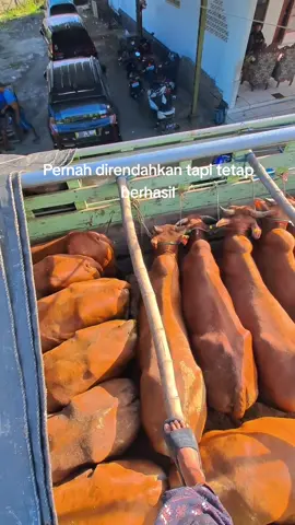 Deknikah kak #CapCut #peternakmuda #peternaksapi #masukberanda #sapimadura 