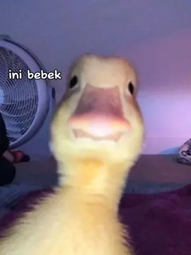 #EkspresikanDenganCapCut #CapCut🥰🥰🥰🥰 utututttt barisan ayang ayang ku 😂 #dprian #scoups #hanbin  #sanateez #Love #fyp #foryou 