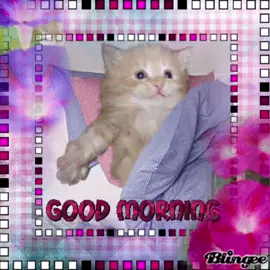 Bruhrhrrrwhyy#goodmorning #happymonday #monday #cat #catsoftiktok #kitty 