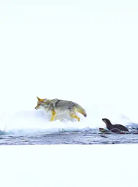 #fyp #wildlife #animalsworld #foryoupage 
