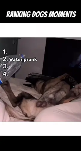 Ranking Dogs Funny Moments #dog #funny 