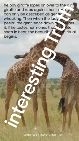 interesting Truth related horse breeding  #tren #fyp #trendingvideo #fyppppppppppppppppppppppp #viraal #unitedkingdom #viralvideos #feiled #Summer #expenses #viralvideos #trendingvideo #trendingvideo 
