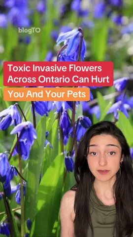 #toronto #torontotiktok #ontario #ontariotiktok