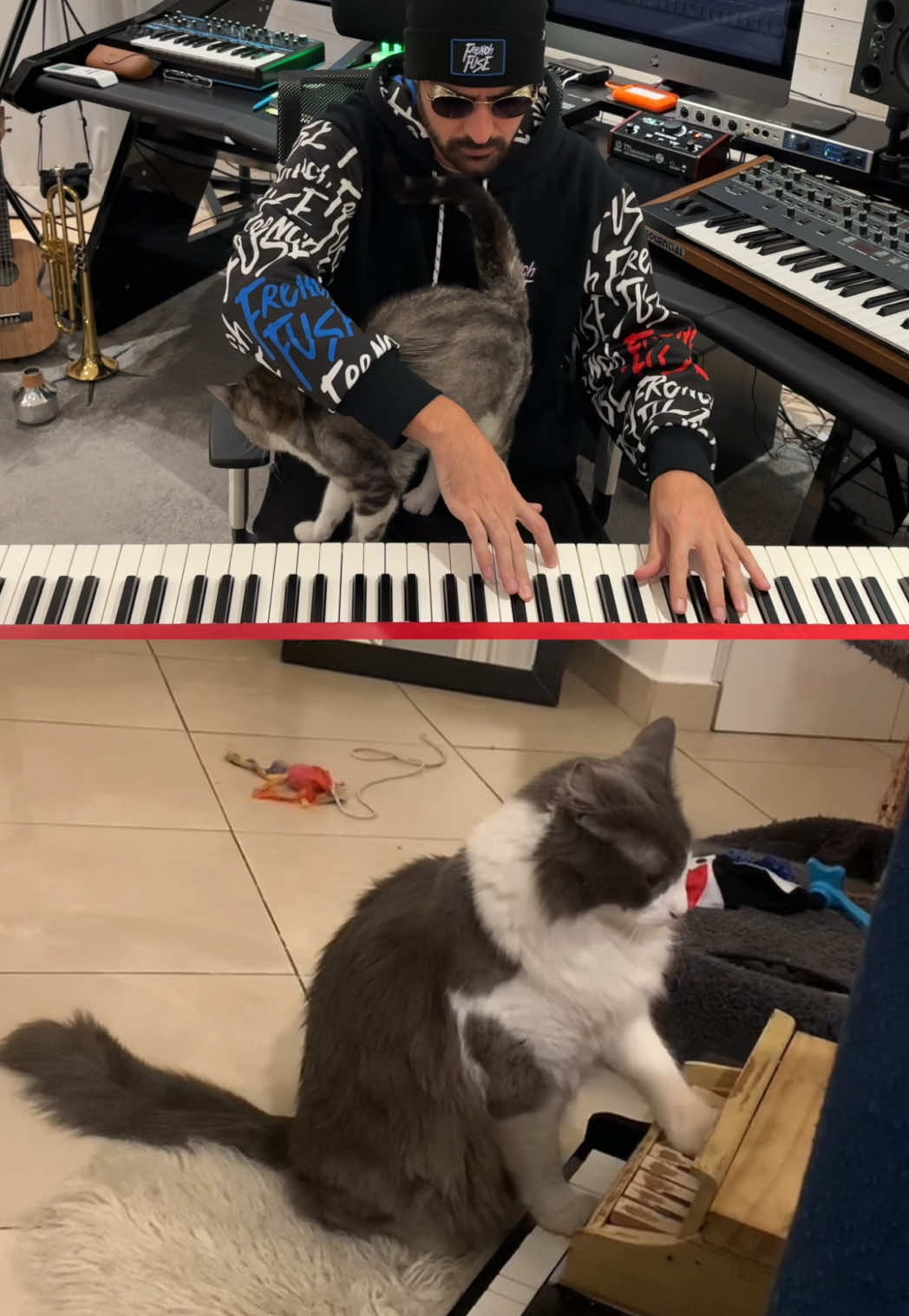 Cats composing music 😆