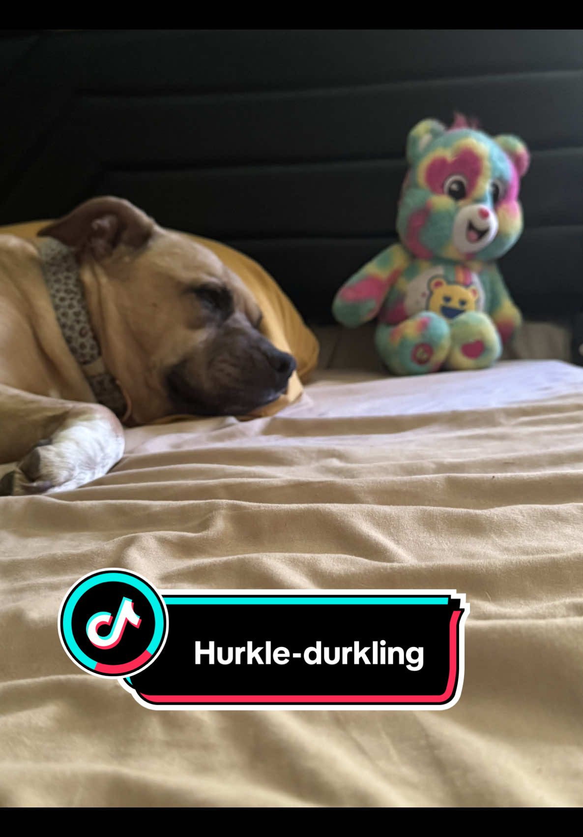 Do you like hurkle-durkling?  #dogsoftiktok #dogsoftiktokviral #dogsofttiktok #woofwoof #hurkledurkle #lazydog #mondaymood #justchillin 