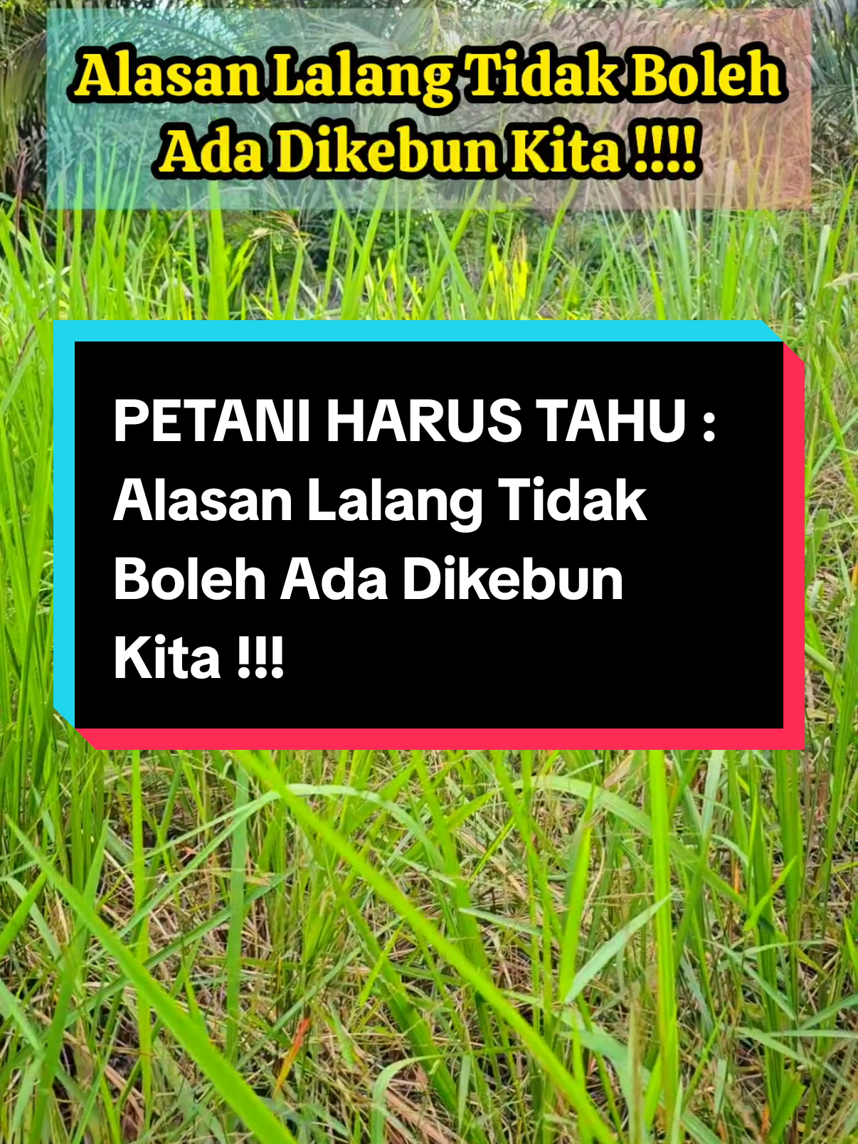 PETANI HARUS TAHU : Alasan Lalang Tidak Boleh Ada Dikebun Kita !!!! #gulma #kelapasawit #palmoil #lalang 
