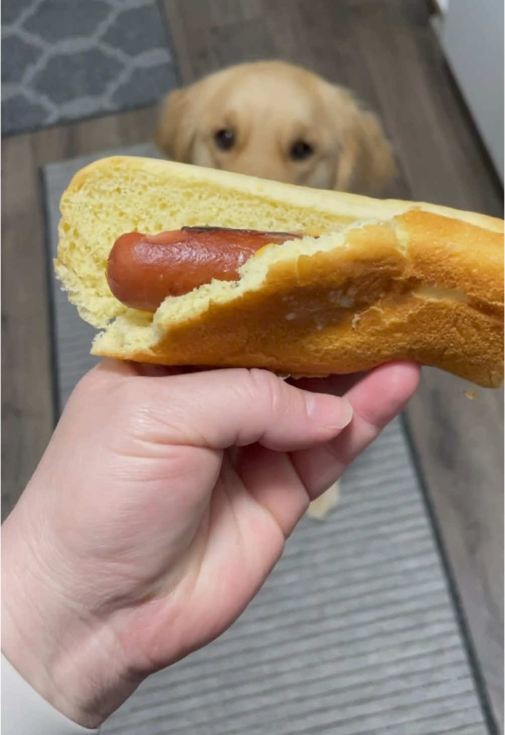 I’m not a good liar #dogsoftiktok #funnydog #goldenretriever #dog #fyp #goldenretrieverlife #dogsofttiktok #talkingdog 