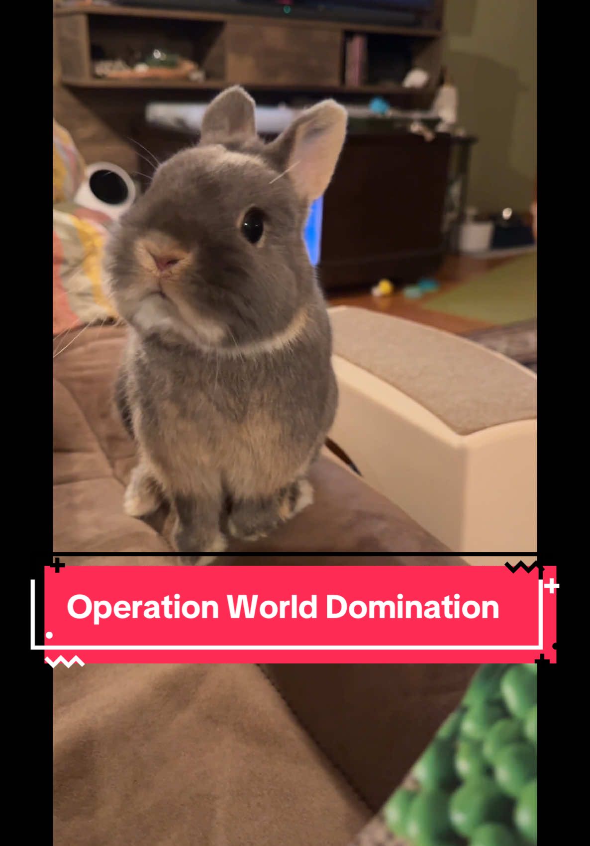 Operation World Domination #bunny #bunniesoftiktok #rabbit #rabbitsoftiktok 