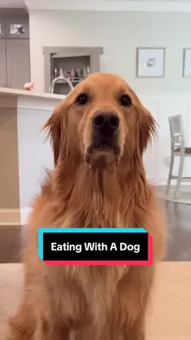An impossible task… #dog #goldenretriever 