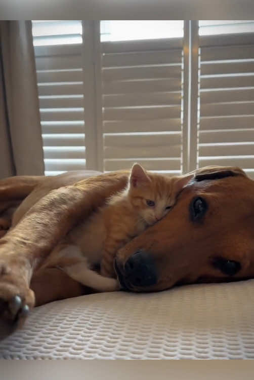 The friendship between cats and dogs.#dog #Love #cat 