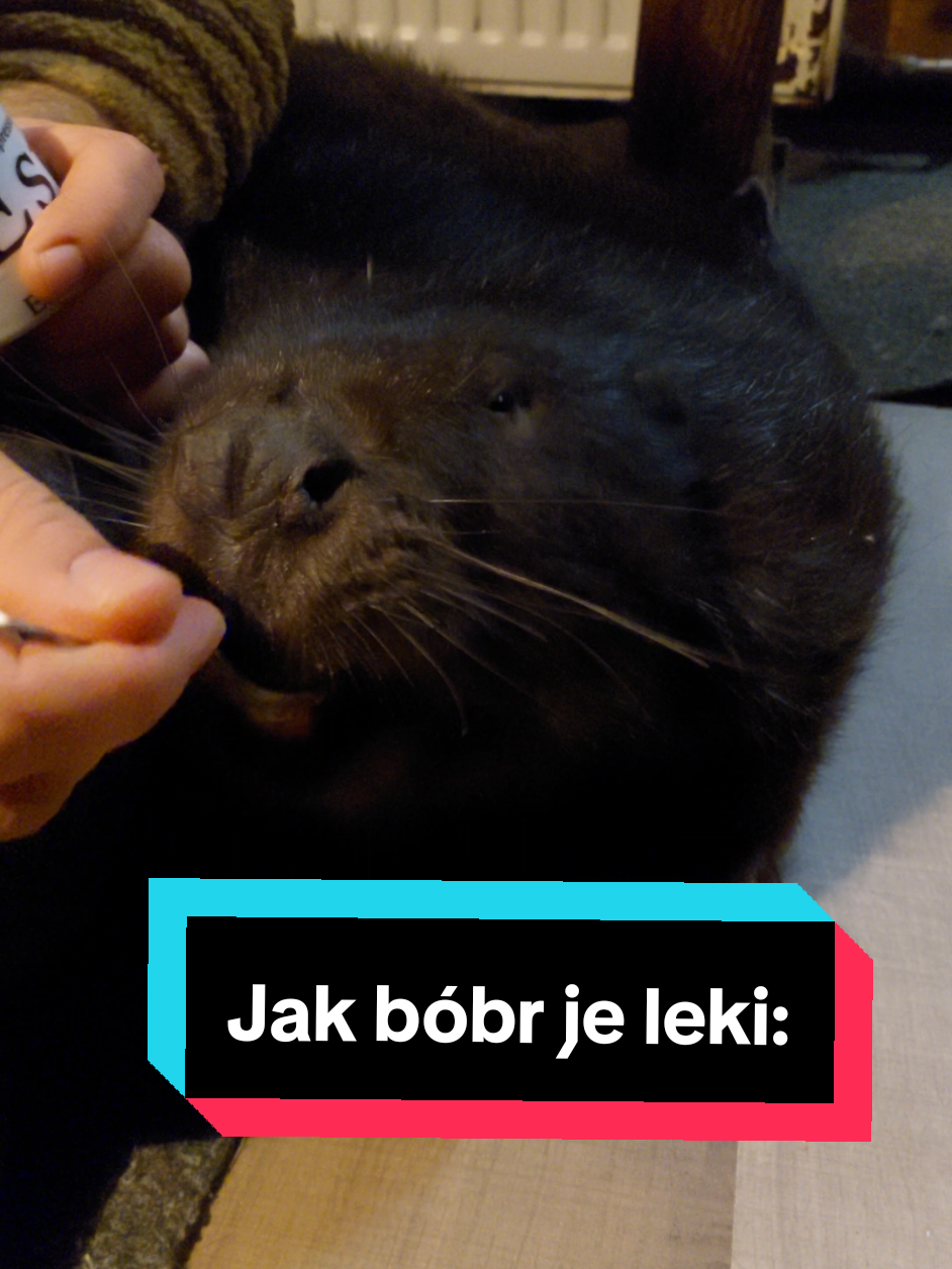 A dzieciaki z waszego otoczenia też tak chętnie jedzą?  Bobek znajduje się pod opieką ośrodka Rehabilitacji Dzikich Zwierząt Leśne Przytulisko  #bóbr #bobek #dzikiezwierzę #bober 