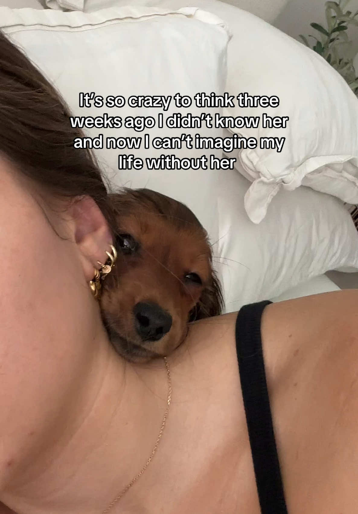 My baby 😩🥺🩷 #minidachshund #puppy 