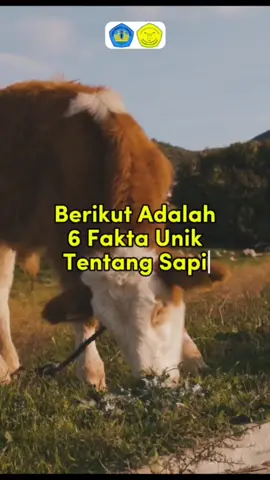 [HIMAPET FUNFACTS ]💡 --- Hello, sobat kandang!! 🤠 Tahukah kamu? Sapi juga punya sisi unik yang mungkin belum kamu tahu! Yuk, simak 6 fakta menarik tentang si penghuni padang rumput ini! 🐄✨ 👀 Sapi bisa mengenali wajah manusia dan mengingatnya selama bertahun-tahun. Jadi, kalau kamu sering main ke kandang, mereka pasti ingat kamu! 😢 Sapi bisa 