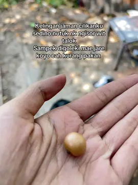 Di tempatmu nama buah ini apa #talok #karsen #sery #kersen #buahbuahan #jamandulu #fyppppppppppppppppppppppp #fypage #fypシ゚ 