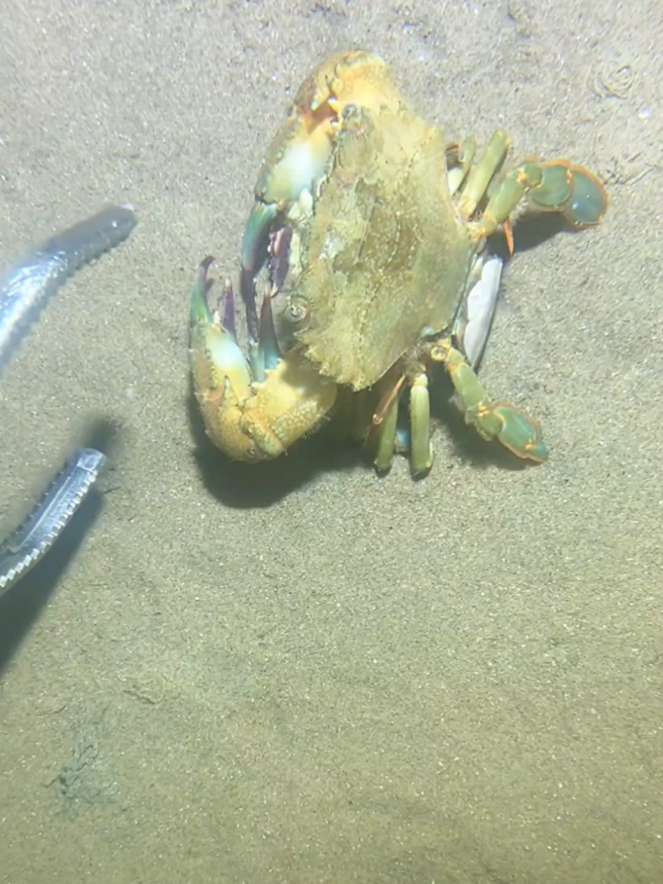 #diving #crab #catchthesea #seaside #seafood #fish #eel #lobster #seangsolofishing 