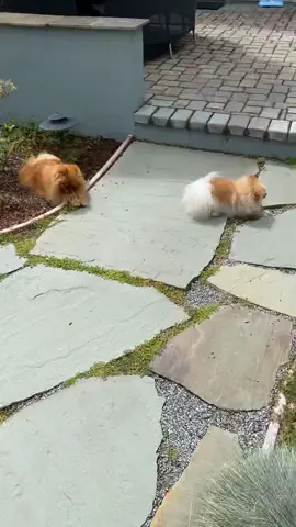 Love ❤️ my 🦴 and having my first love stay with me. #pomeranian #dog #pomeraniansofinstagram #cutedogs #viralvideos #pomeranianpuppy #pom #dogsofinstagram #dogsofinsta #doglife #spitz #pomeranianworld #pomeranians #pompom #pomstagram #puppies #pets #doglife #instadog #dogoftheday #justpomeranians #pommylovers #pomeranian_fever #pomeranianbaby #pomeranianloverpost #pomlove #instapom #demithepom #world_pet_magazine