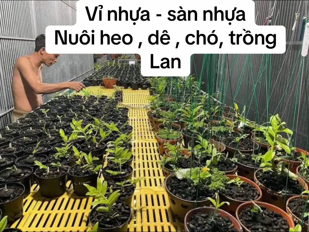 Tấm nhựa lót sàn nuôi chó dê heo #vinhua #tamnhua #tamlotsannhua #sannhualotchuongtrai 