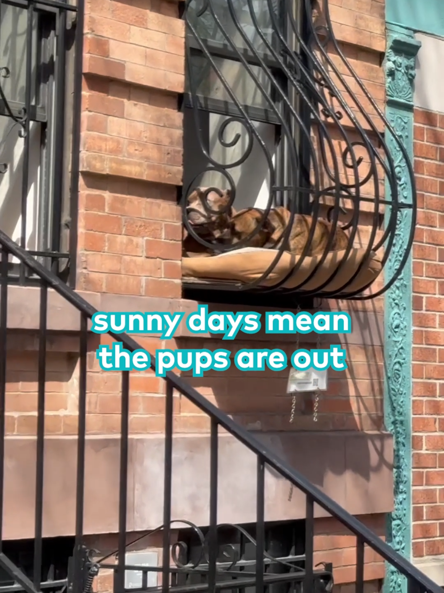 Sunny day means the well-known neighborhood pups are in their window seat ✨🌞 Filmed by Katie Dobbs, Licensed by ViralHog