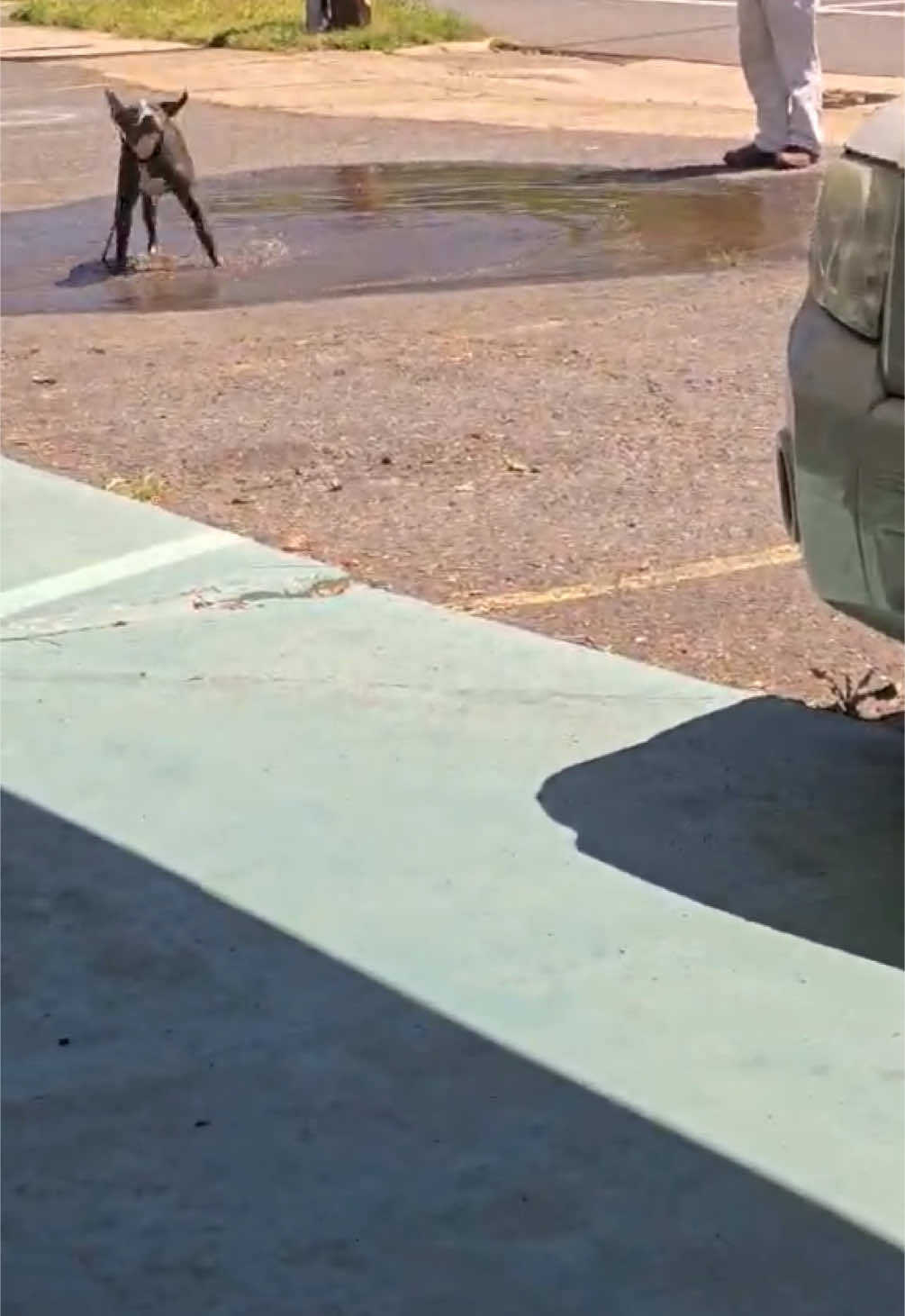 #pitbull #pitbullsoftiktok #happydog #puddle #pitbulllove #justahappydog #puddlesplash #happiness #Love #dog #dogsoftiktok #dogsofttiktok #doglover #pup #puppiesoftiktok #puppytiktok #puppylife 