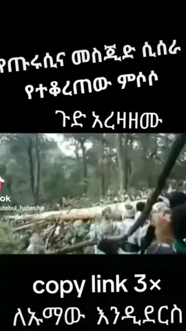 ጡሪሲና ሀሪማ መሽጅድ... 💚 #kutbulhabesha #videoviral 