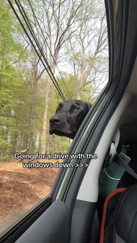 Nothing better! #dogs #dog #dogsoftiktok #fyp #foryou #viral #dogtok #funny #relatable @Subaru of America, Inc. 