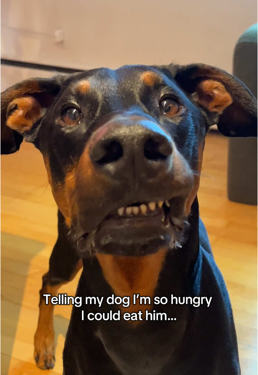 He is shocked #dogcontent #dogsoftiktok #doberman #imsohungry 