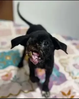 Tony was just six weeks old when one of our teammates stumbled upon his blood-soaked body. He was unrecognizable as a puppy. His face had been ripped open at the snout, one of his eyes was destroyed, and his tongue was torn to shreds. We rushed Tony into our care, unsure if he would survive the night. To our shock, this little baby spent day after day fighting with everything he had. The necrotic tissue on Tony's face was removed, and his doctors saved what they could of his tongue. His jaw was stabilized with wires to help the bones heal, hopefully enough for Tony to eat on his own again one day. He spent weeks on IV drips and a liquid diet, suffering from constant stomach issues. Then, he lost what was left of his right eye. Tony has spent the past two months in our care fighting to recover. Yes, we know many would say we should have let him go, but we are in the business of second chances. Tony wasn't ready to give up, so there was no way we were going to give up on him. Now able to be syringe-fed, Tony's meals are a slurry of soaked puppy food, eggs, oats, chicken, and rice. He's still underweight, but he's growing stronger every day. However, Tony's recovery is far from over. He is going to need long-term care, X-rays, likely more surgeries, pain management, and nutritional support. We know this little puppy is worth fighting for. If you agree, please consider contributing to Tony's medical fund or donating any items from his wish list but we cannot do this without your support, please donate to save tonny's life. #usdogs #doglifestyle #animalrescue #foryoupage #viral #fyp #uk #australia #germany #usa #rescuepack 
