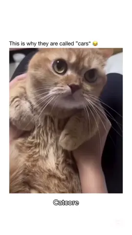 Part 49 | Orange cat behavior! Funny cat videos #funnycats #funnyanimals #funnypets #creatorsearchinsights 