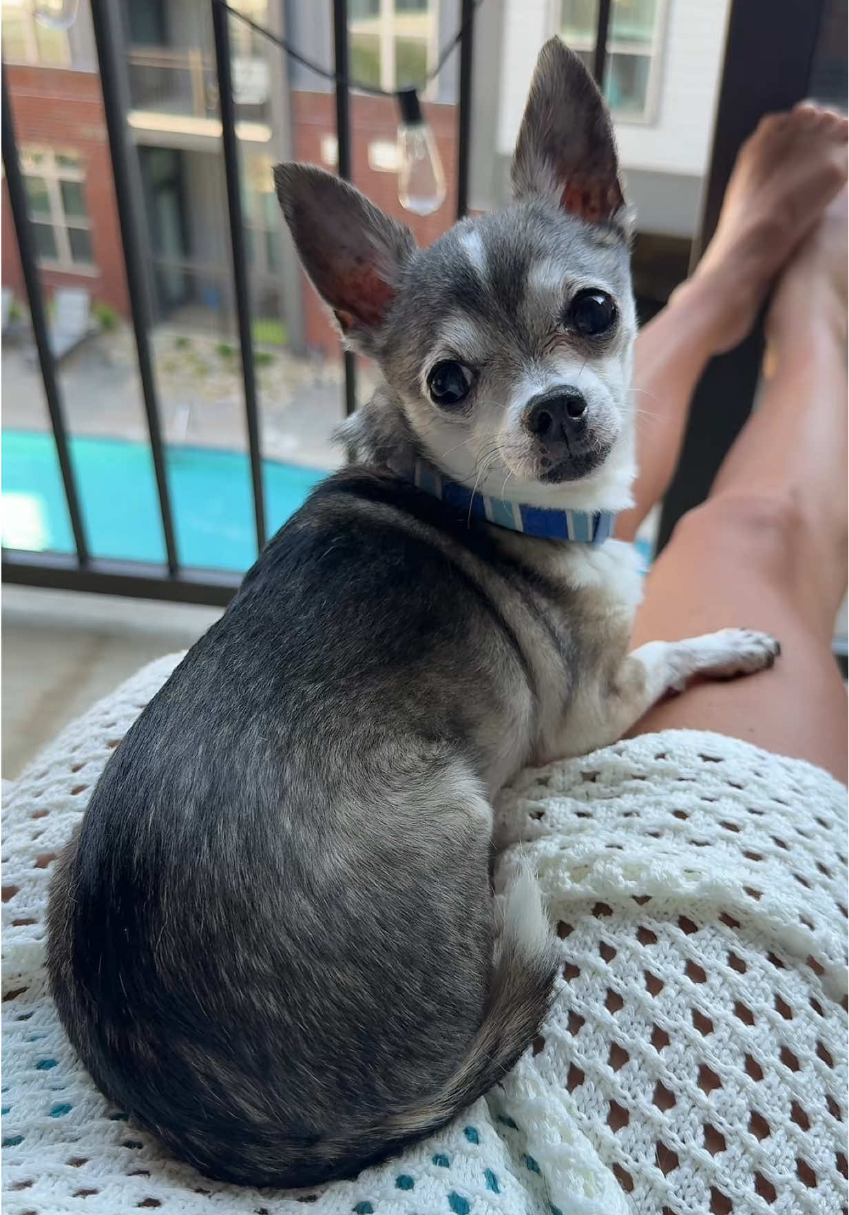 Oh he did not like that #dog #funny #chihuahua #chihuahuastiktok #chihuahuas #chihuahuafanclub 