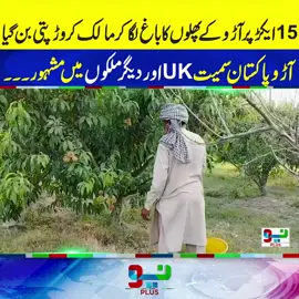 15ایکڑ پر آڑو کے پھلوں کا باغ لگا کر مالک کروڑ پتی بن گیا آڑو پاکستان سمیت UKاور دیگر ملکوں میں مشہور۔۔۔ #foryou #foryoupage #fyp #fyppppppppppppppppppppppp #NeoNews