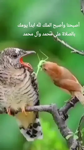 #افضل #الاعمال عند #الله #وأكثرها ثوابا #عند الله #هي الصلاة  #على محمد وآل محمد 