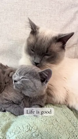 Probably needed a hug, got him a furever brother instead, because our furry friends deserve the best life #cat #kitten #ragdoll #bsh #britishshorthair #baby #new #fureverhome #friend #brother #introduction #grooming #happiness #fyp #viral #hug 