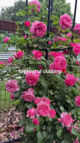The only club I wanna go😆🌹#roses #rosegarden #rose #gardening #gardener #gardenersoftiktok #gardentok #flowergarden #cutflowergarden #gardeningforbeginners #cutflowergarden #cutflowers #gardeningtips #flowergarden #zone8b #texasrose #climbingroses #rosebestie #gardeningtips #gardendesign #gardenmusthaves 