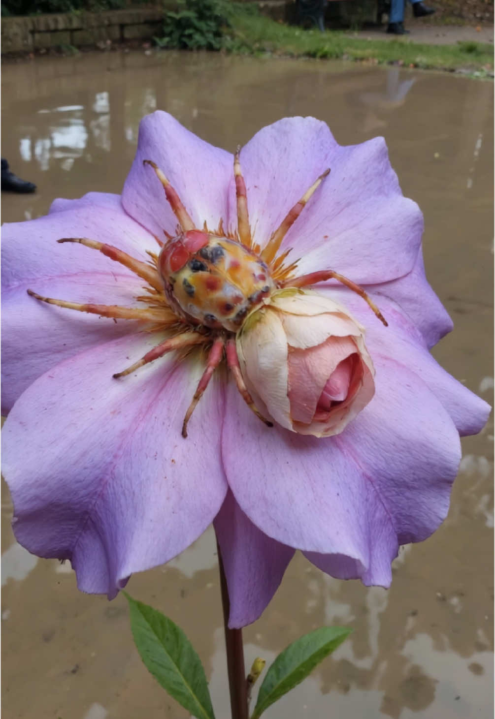 Field Notes – Entry #210 Location: Edge of the ornamental pond, Marrow Gardens, late afternoon after rain Species: Rosarachne praenobilis I spotted it poised atop a single slender stem, a striking sight even among the lush border plantings. At first glance it appeared to be an elaborate blossom: wide lavender petals opening outward, crowned by a dense, tightly furled rosebud at the center. Only on closer inspection did the deception reveal itself—the outer petals were genuine enough, but peeking just beneath the central bloom were thin, jointed legs, delicate and crablike, anchoring the creature to its perch. The central rosebud quivered, then pulsed. In a strange, swift sequence, the petals pulled inward, wrapping the heart of the flower tight again, as though bracing against some invisible threat. Just as suddenly, it unfurled—this time wider, more triumphant, the deeper pink core bursting open in layered spirals of silken petal. Somewhere hidden within, beneath the folds of the bloom, the creature’s true head remained unseen—sheathed inside its living disguise. The limbs never retreated, remaining visible under the opened flower, subtle and alert. Among the local horticulturists, Rosarachne praenobilis is known as “the Keeper’s Bloom.” An old story claims these creatures once guarded sacred ponds, ensuring only the deserving could reach the waters. Watching it now, perfectly balanced between stillness and bloom, it is not hard to believe. . More at @oleg.pars . #pokemon #aiartcommunity #vfx #ai #impossible #plantsvszombies #pvz #camping #mantis #bloom #morning #impossiblecreatures #natgeo #nationalgeographic #handcam #fakemon #aiartists #shock #stablediffusion #olegpars #digitalart #midjourneyart #creativecoding  #reportage #storytelling #midjourneygallery #artoftheday #conceptart 