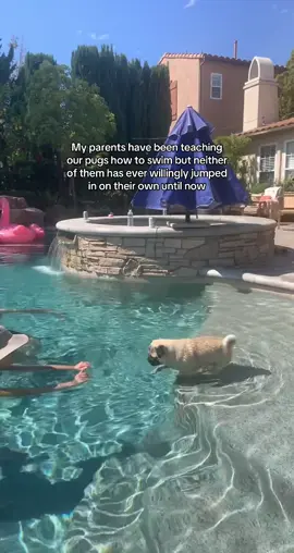 This moment was so special. He was so scared to jump in but he did it 🥹🥹 #pugsoftiktok #pug #puglife #pugs #pugpuppy #dogsoftiktok #dog #dogs 
