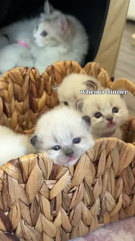 What kittens think about while in a basket 