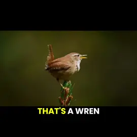 MF WREN #bird #birdtok #wren #birdwatching #birding #birdingtiktok #fyp 