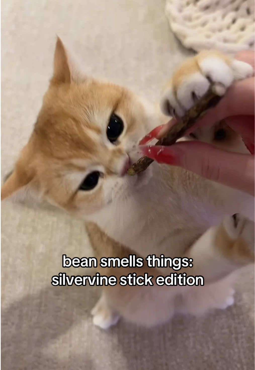 bean letting out his feral side today smelling silvervine sticks which is surprising bc he doesn’t really like catnip as much #bean #britishshorthair #cat #catnip #enrichment #feral #crazycat #catsoftiktok #fypシ #foryoupage #funny 