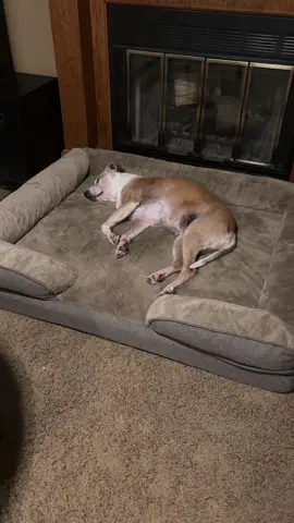 Made4Pets Orthopedic Dog Bed #dog #dogs #dogbed #dogsoftiktok #doglover #dogmom #dogtok #made4pets #pet #pets #fyp