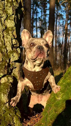 #французькийбульдог #frenchbulldog #бульдоги #bulldog 