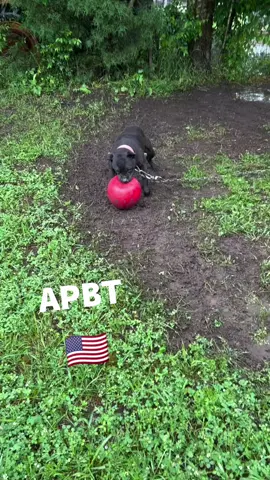 @threesixtykennelsllc NUTCASE #Eli top and bottom #maverick #tbud #nigerino #oficialpitbullclub #apbt #apbtlove #apbtlife #realapbt #adba #ukc #pit #pitbull #pitbullsofinstagram #pitbullsarelove #pitbulladvocate #pitbullsofig #rjawsdogs #brasil #usa #dog #dogstagram #dogs_of_instagram #pet #petsofinstagram #instagram #instapic #gamedog #instadog #doglove #instagramdog #workingdog #history 